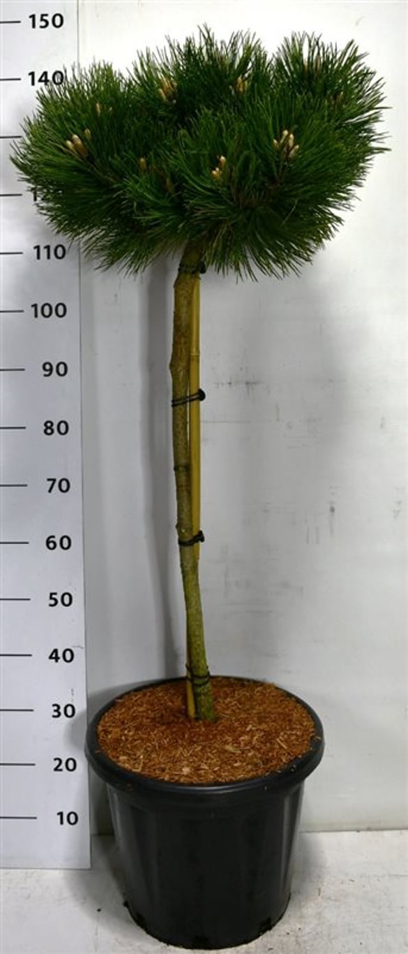 Svarttall – Pinus nigra &