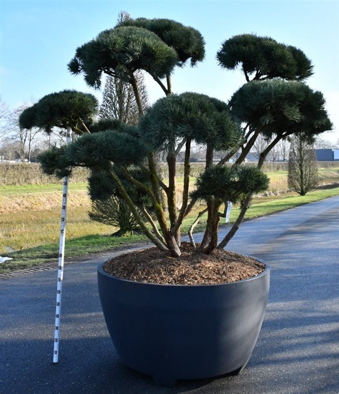 Tall – Pinus sylvestris &