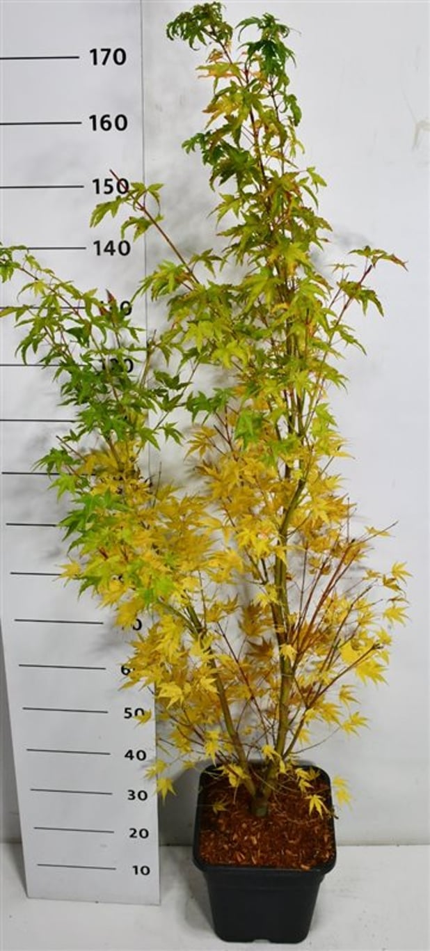 Japansk lönn – Acer palmatum &