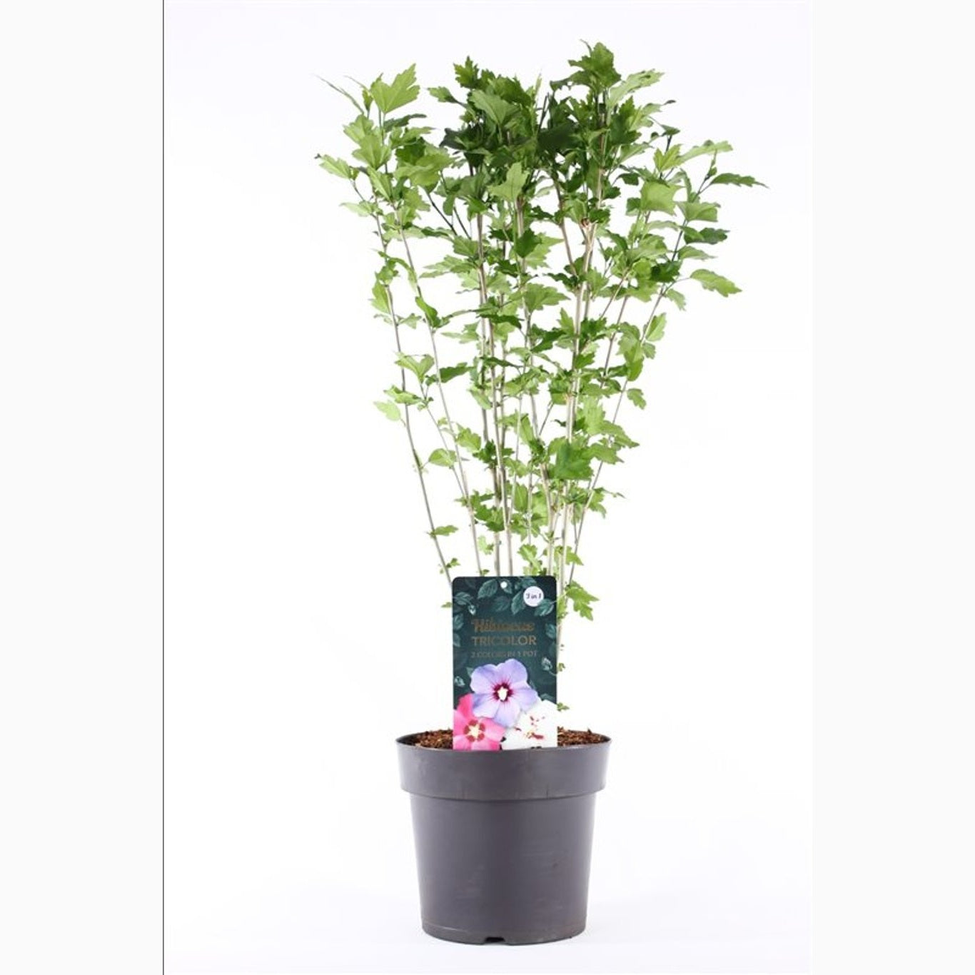 Hibiskus – Hibiscus syriacus 'Tri-color' - C4