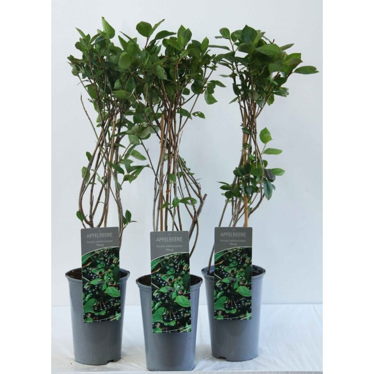 Svartaronia – Aronia melanocarpa 'Viking' - C3 40-60 CM