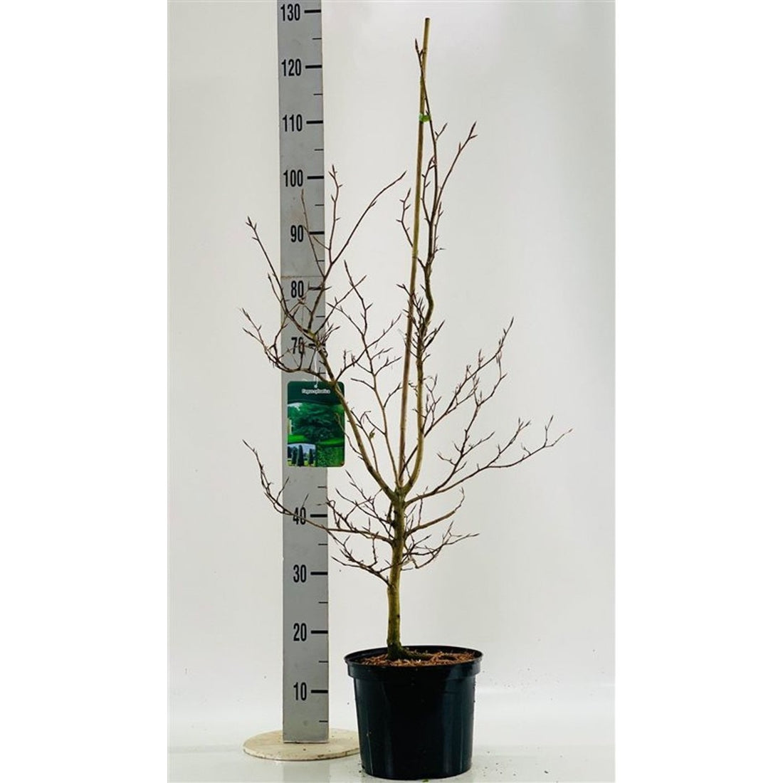 Blodbok – Fagus sylvatica - C3 80-100 CM