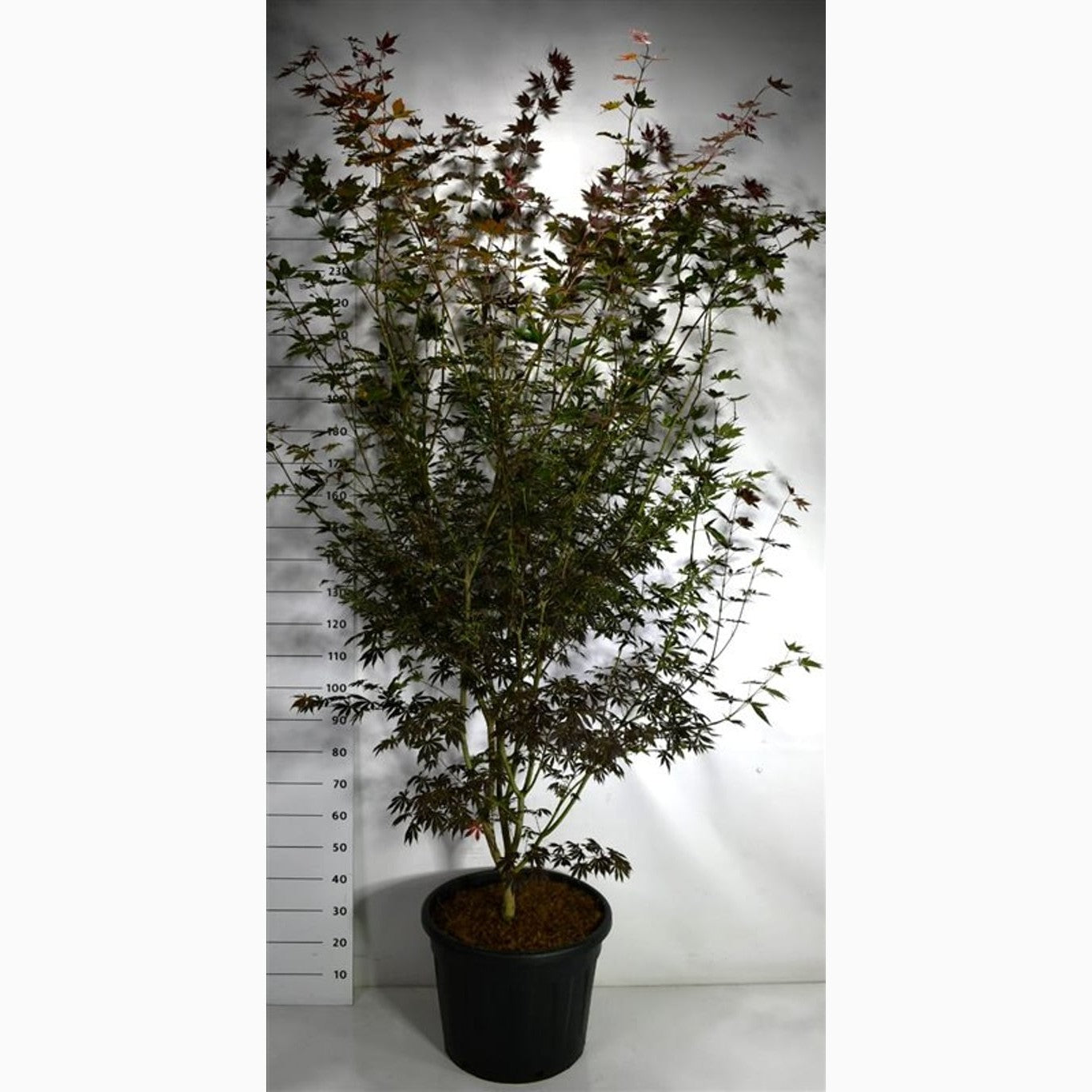 Japansk lönn – Acer pal. 'Trompenburg' - C70 200-225 CM