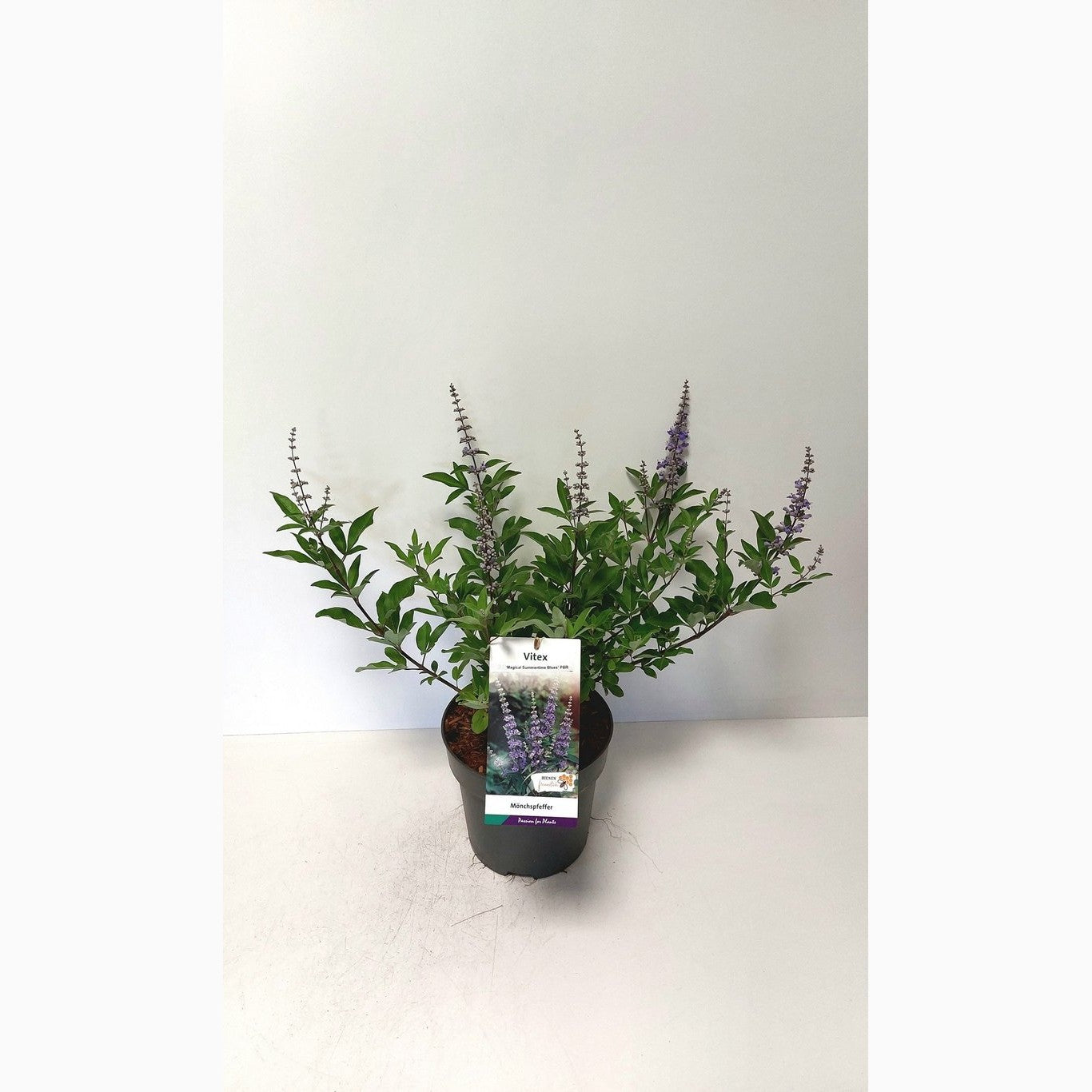 Munkpeppar – Vitex 'Summertime Blues' - C5