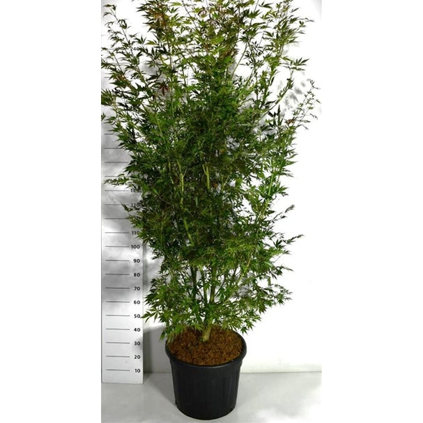 Japansk lönn – Acer palmatum 'Sumi-nagashi' - C70 200-250 cm.