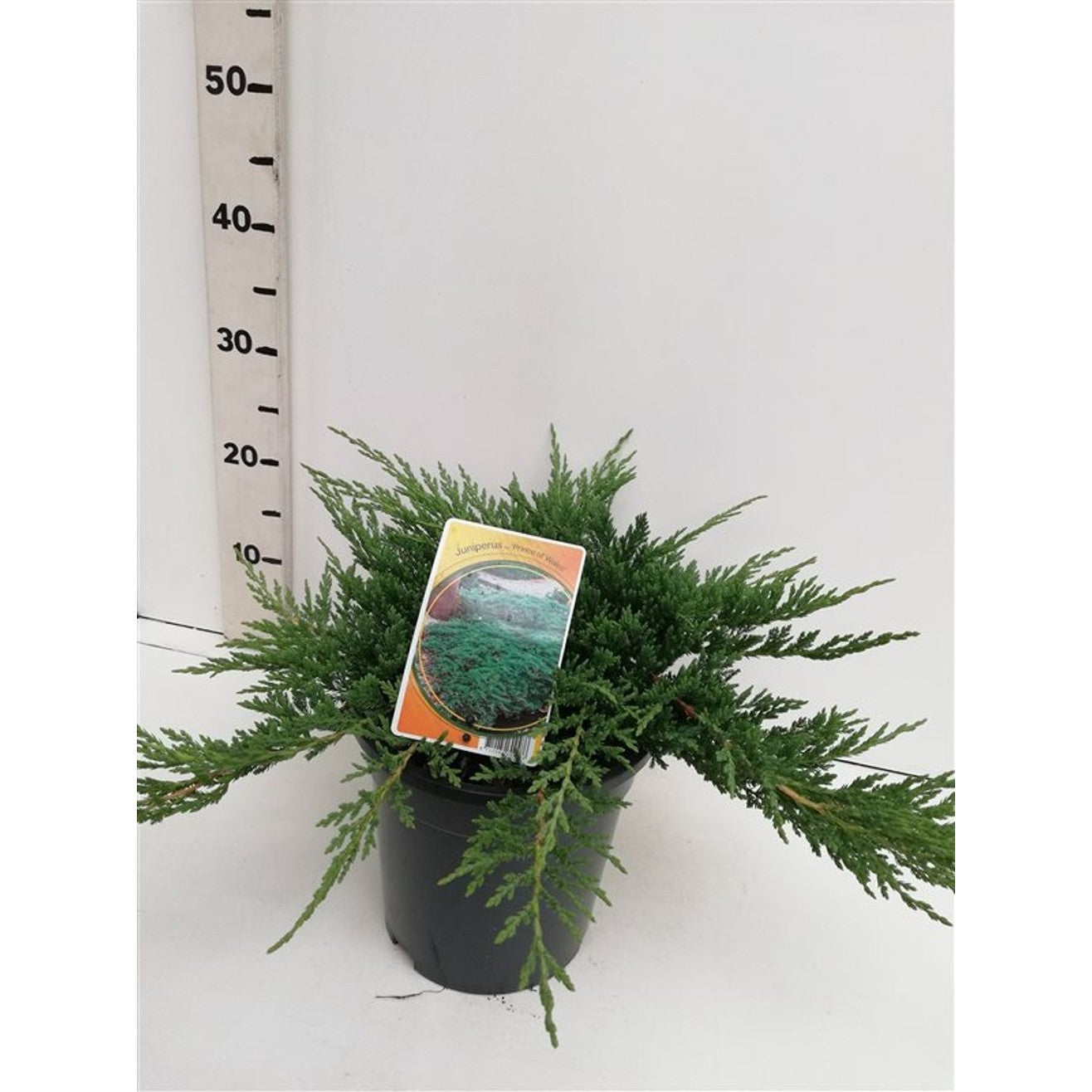 Kryp-en – Juniperus horizontalis 'Prince of Wales' - C3 30-40 CM
