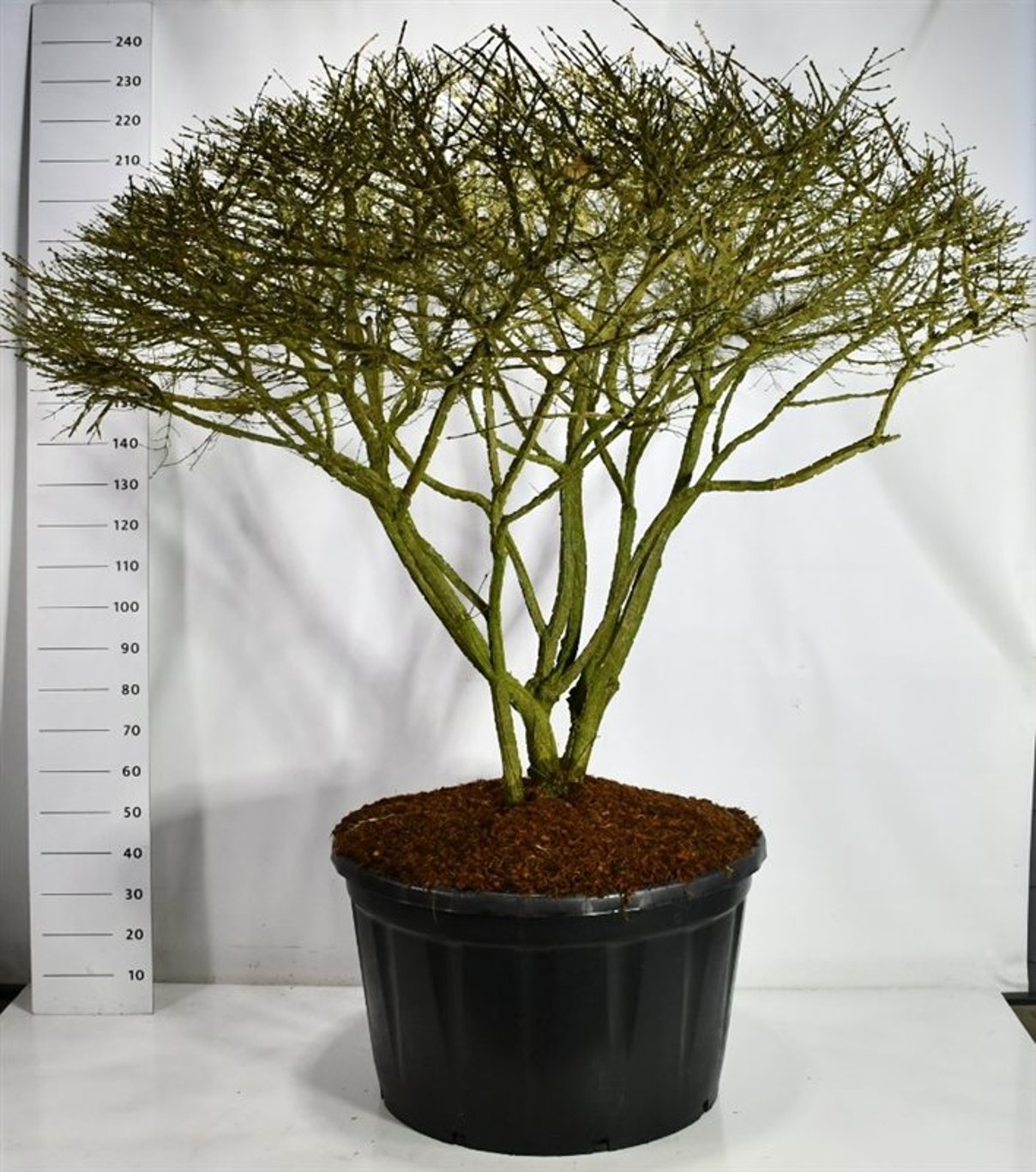 Vingbenved – Euonymus alatus - C280 150-175 cm. Parasol