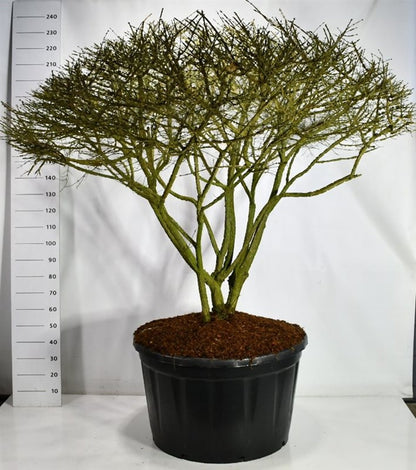 Vingbenved – Euonymus alatus - C280 150-175 cm. Parasol