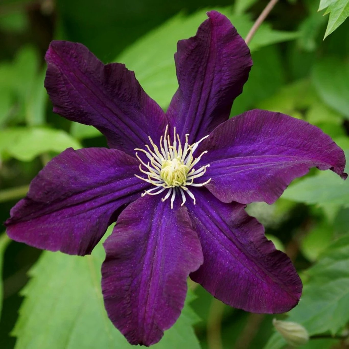 Klematis – Clematis 'Romantika' - C2 50-60 CM 3 Stick