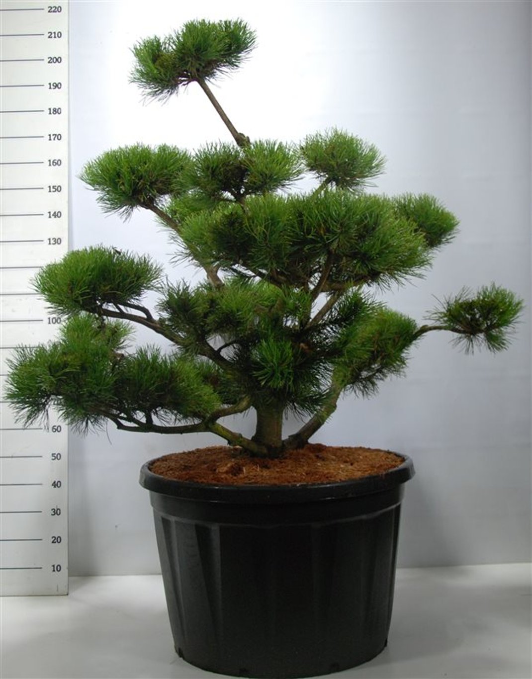 Bergtall – Pinus mugo - C230 120-140 cm. Bonsai