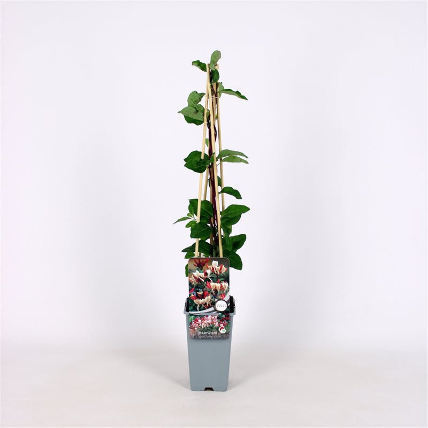 Kaprifol – Lonicera periclymenum - C2 70/+ CM