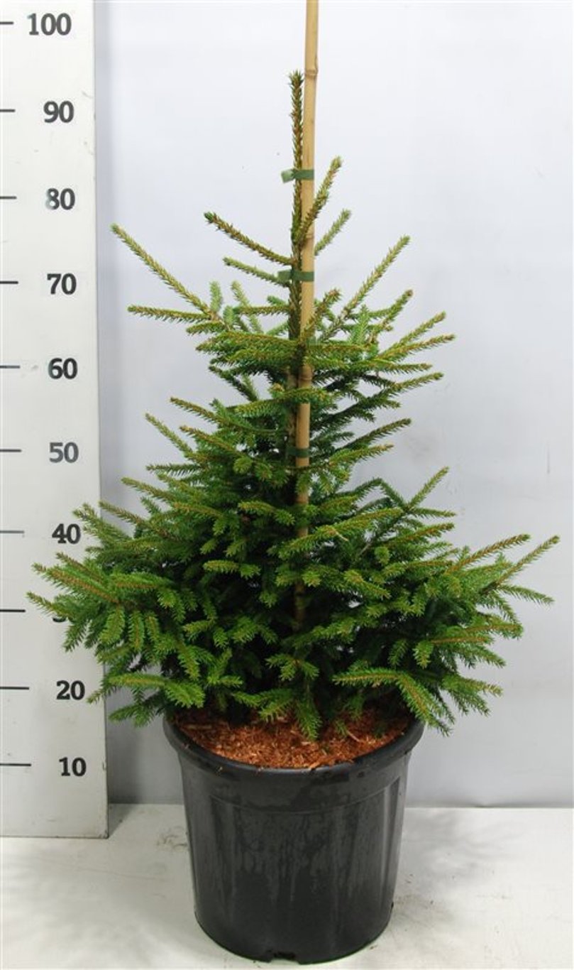 Orientalisk gran – Picea orientalis &