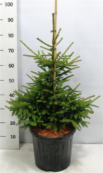 Orientalisk gran – Picea orientalis &