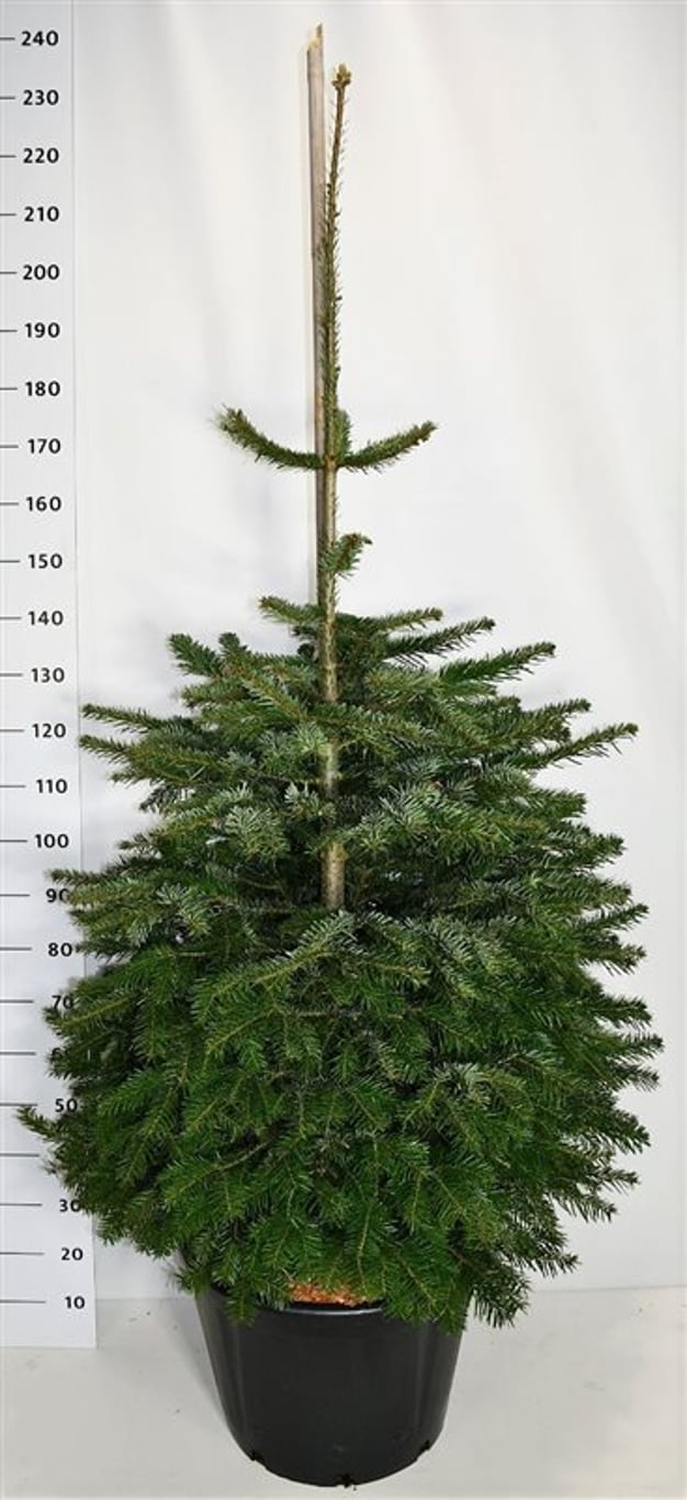 Nordmannsgran – Abies nordmanniana - C65 125-150 cm.