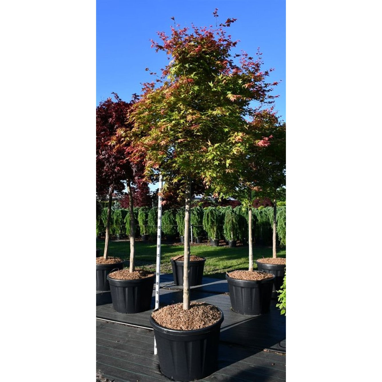 Japansk lönn – Acer pal. 'Shin-deshojo' - 150 CM Stem Cont.