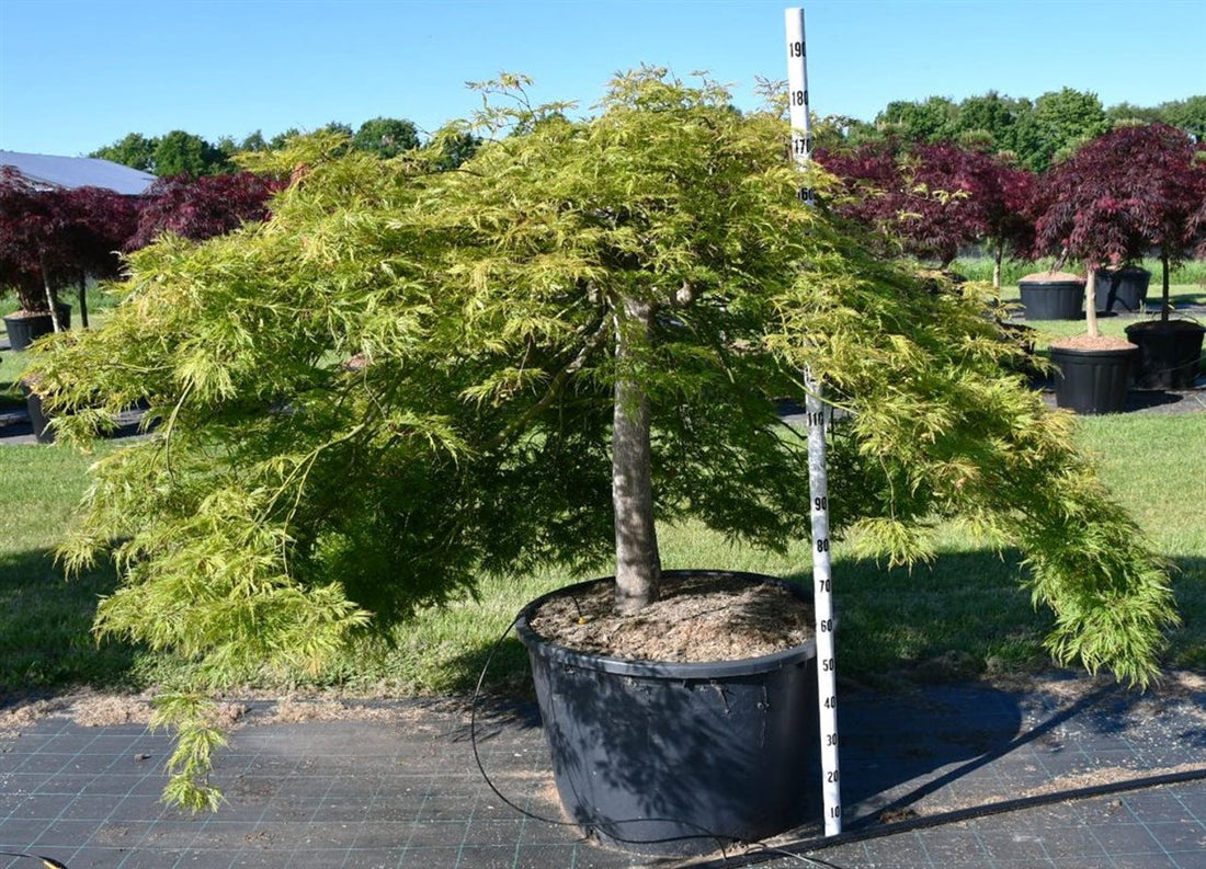 Japansk lönn – Acer palmatum &
