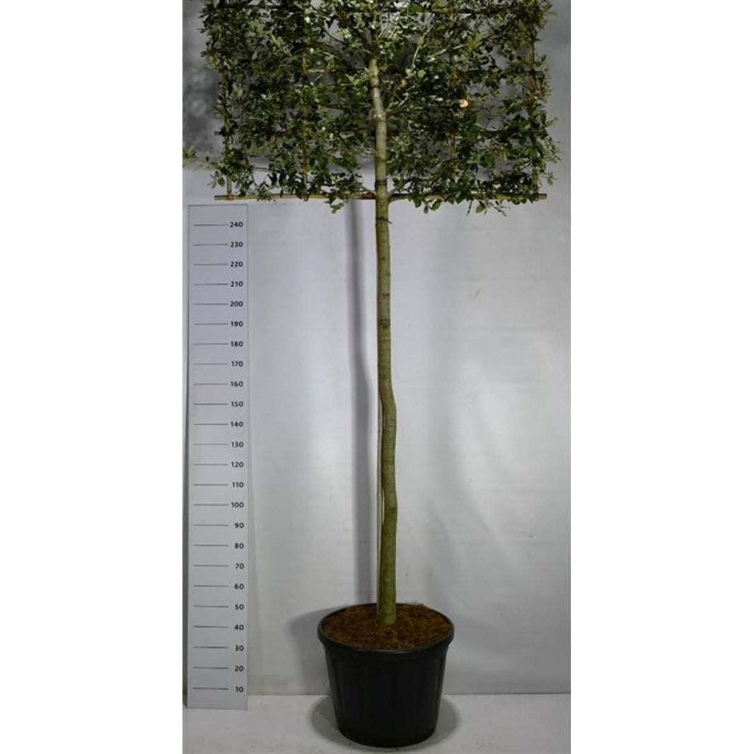 Stenek – Quercus ilex - C110 200 cm. Hoogstam Leivorm