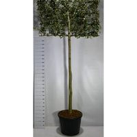 Stenek – Quercus ilex - C110 200 cm. Hoogstam Leivorm