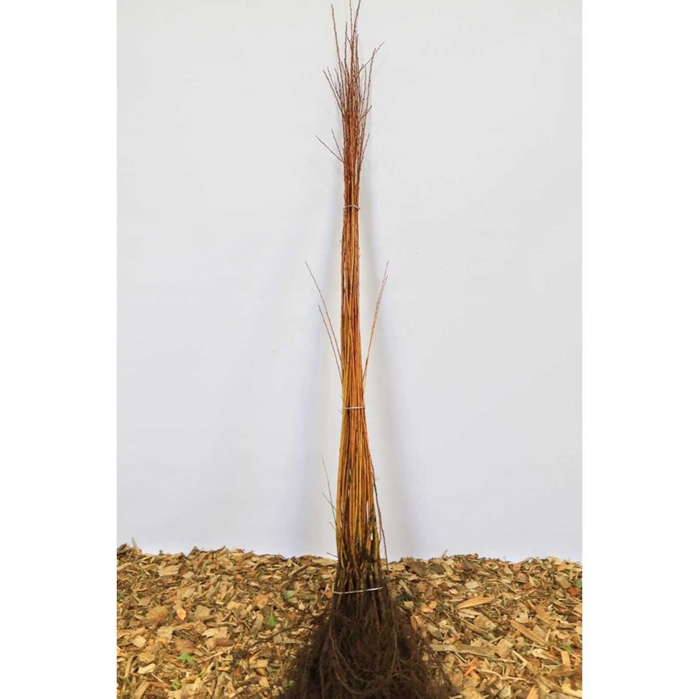 Sprickvide – Salix fragilis - 60-100 CM bare root 0/1   1-2 branche