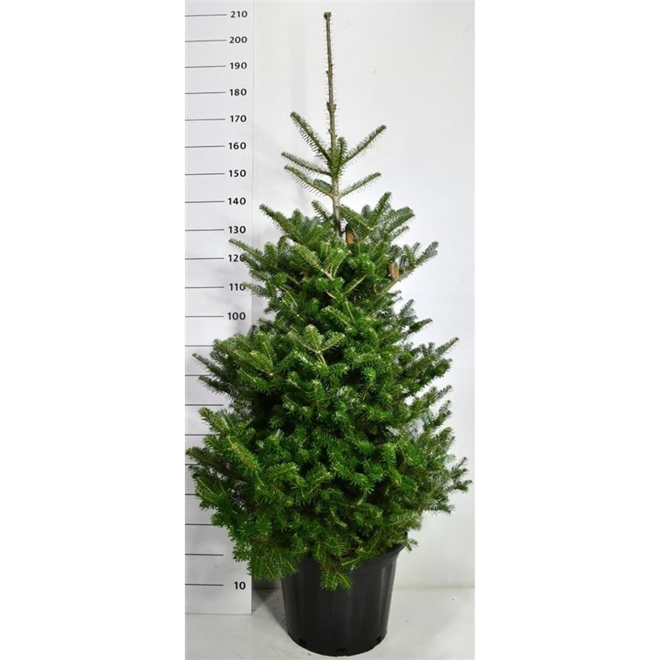 Koreagran – Abies koreana - C35 100-125 cm.