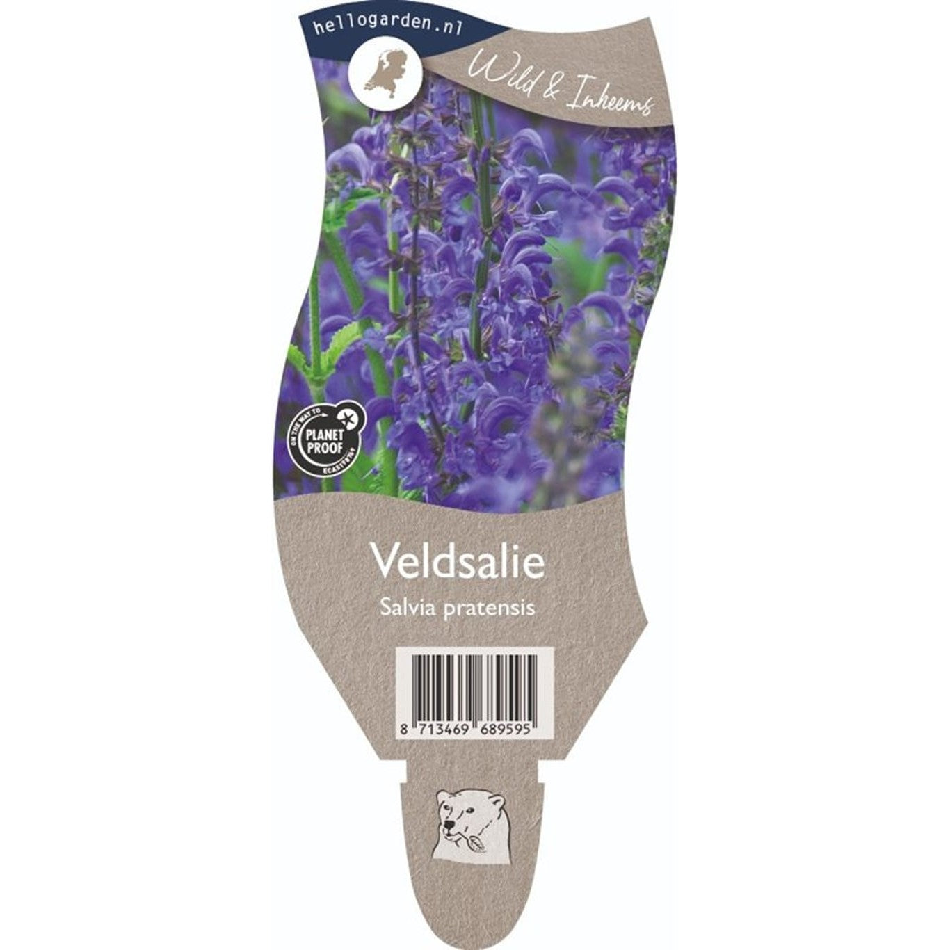 Ängssalvia – Salvia pratensis - P11