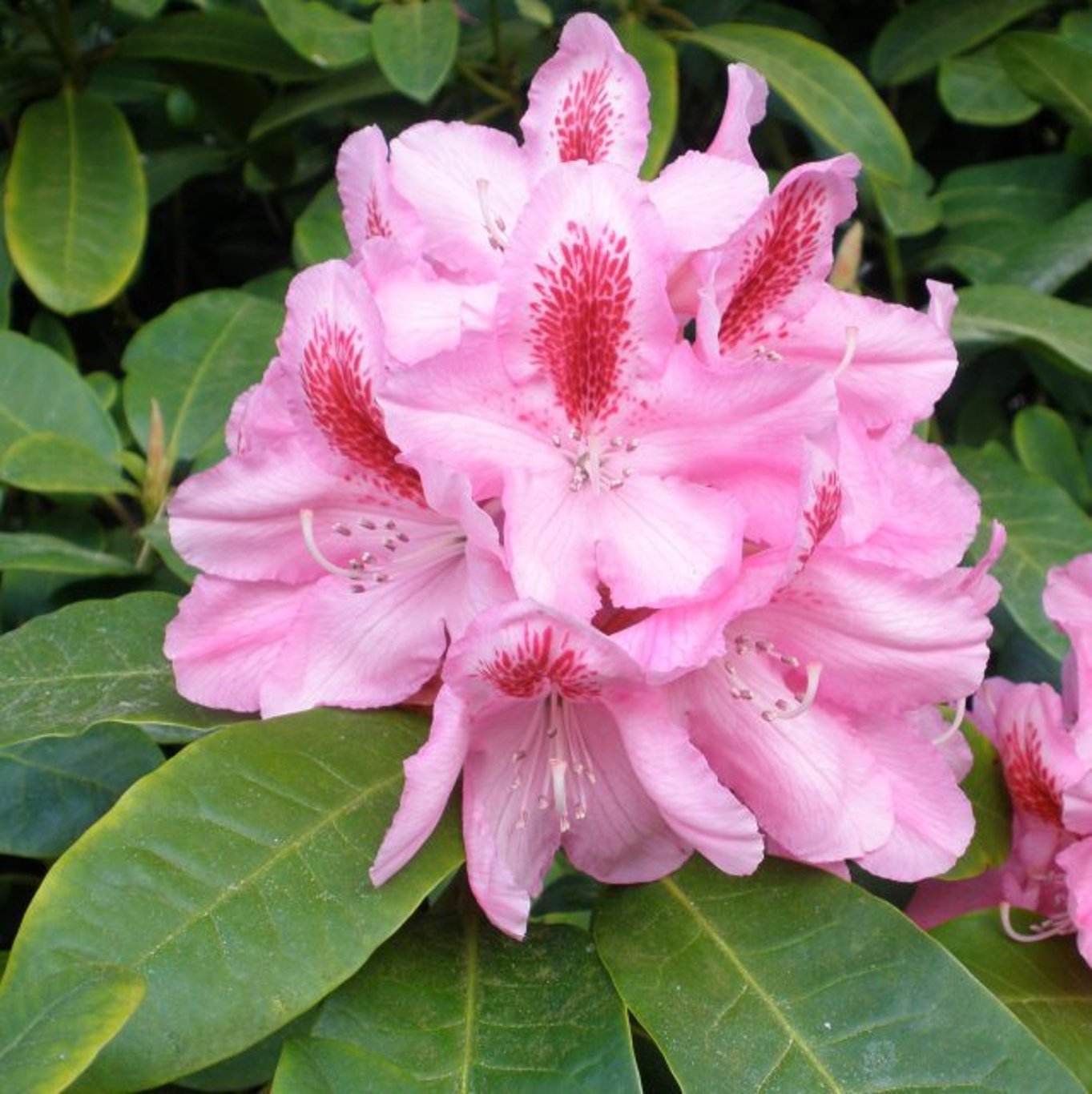 Rhododendron – Rhododendron 'Furnivall's Daughter' - C5 30-40 CM