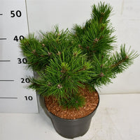 Svarttall – Pinus densiflora 'Low Glow' - C5 30-40 cm.