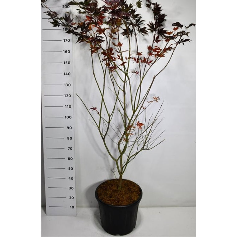 Japansk lönn – Acer palmatum 'Trompenburg' - C35 175-200 cm.