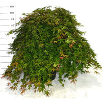 Japansk lönn – Acer palmatum 'Cascade Ruby' - C35 50 cm. Stam