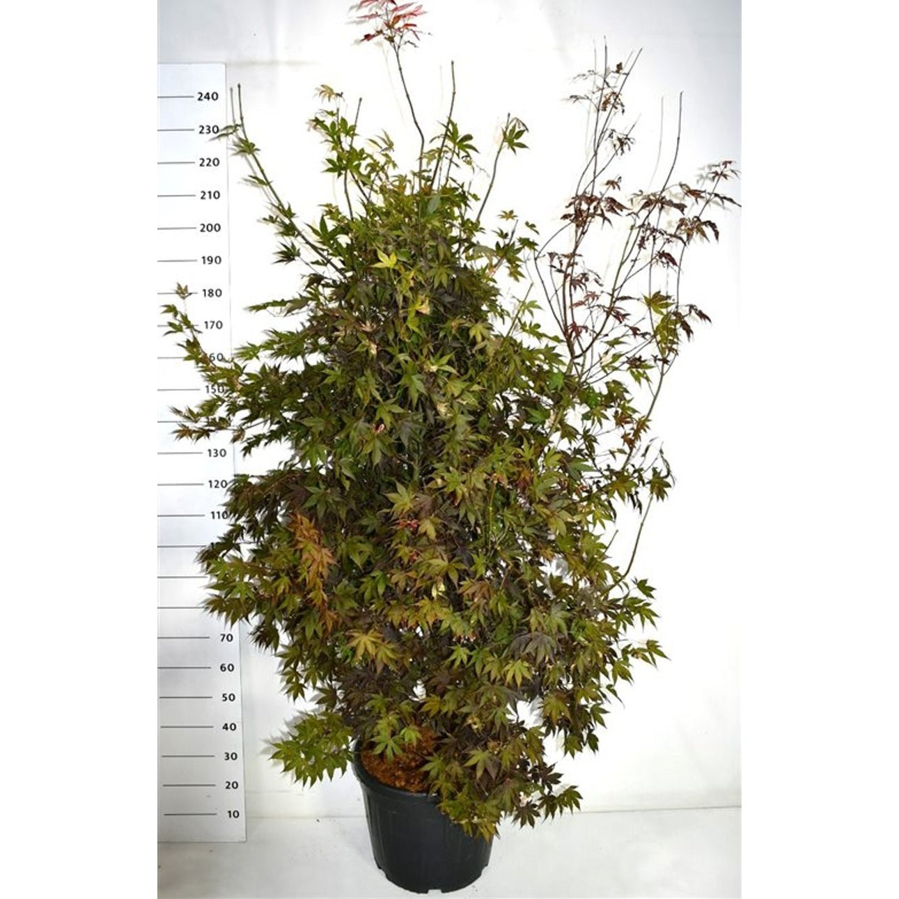 Japansk lönn – Acer palmatum 'Bloodgood' - C55 200-225 cm.