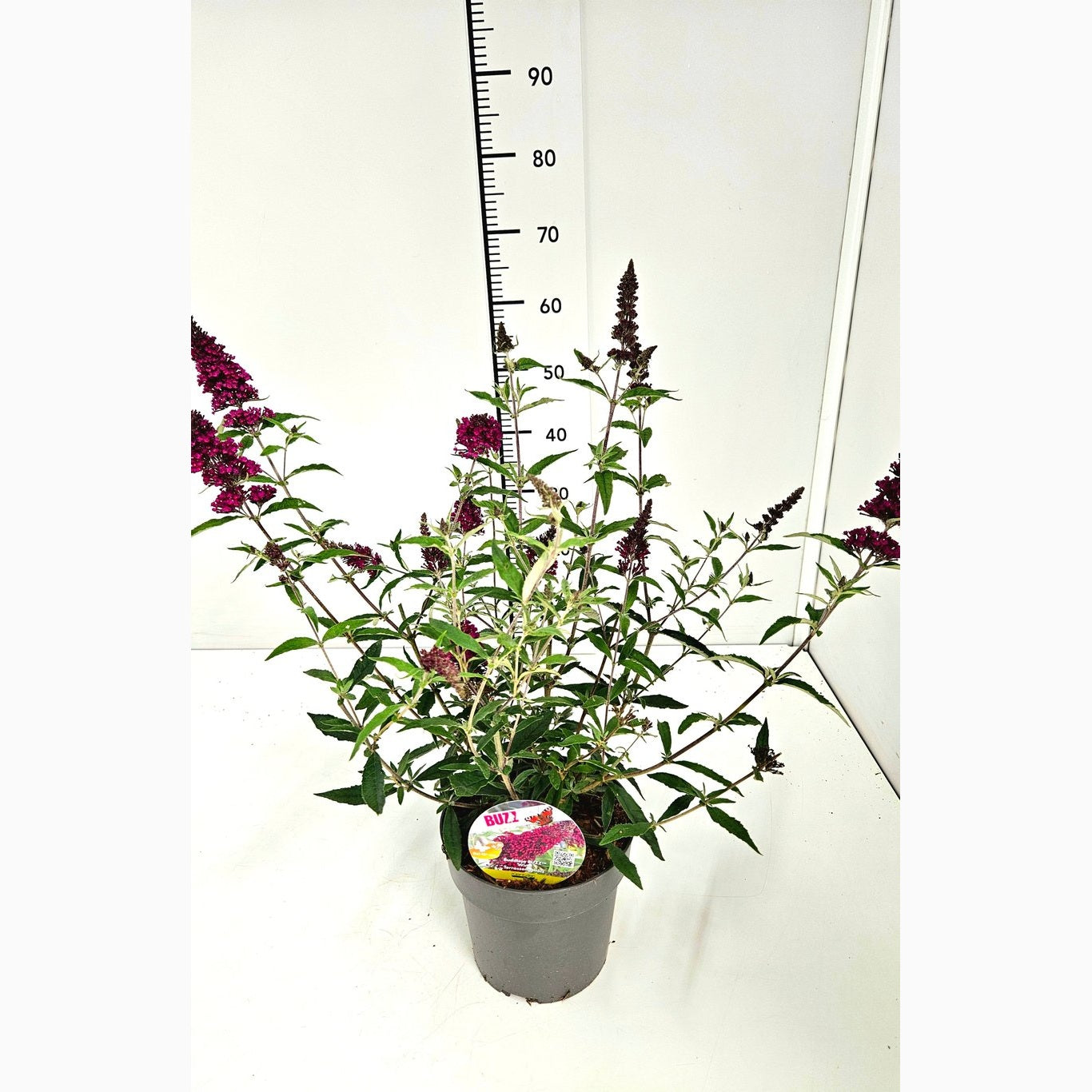 Sommarlilja – Buddleja d. 'Buzz Wine' - C3