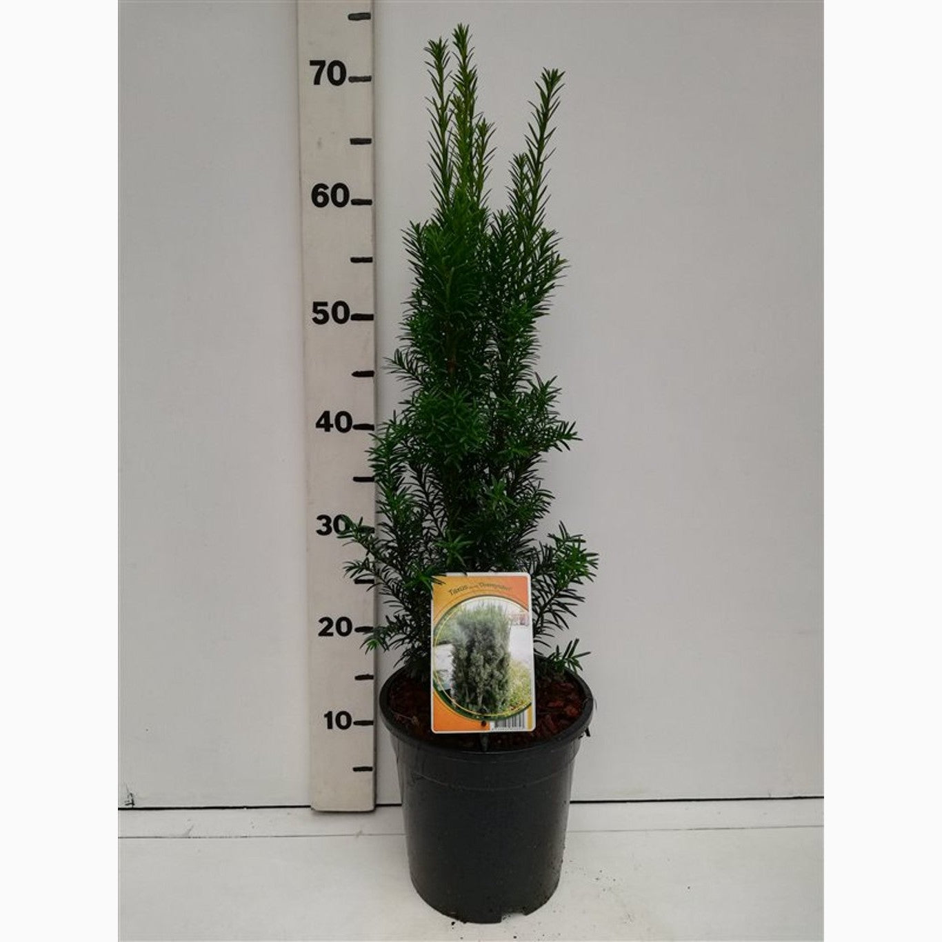 Idegran – Taxus baccata 'Overeynderi' - C3 30-40 CM