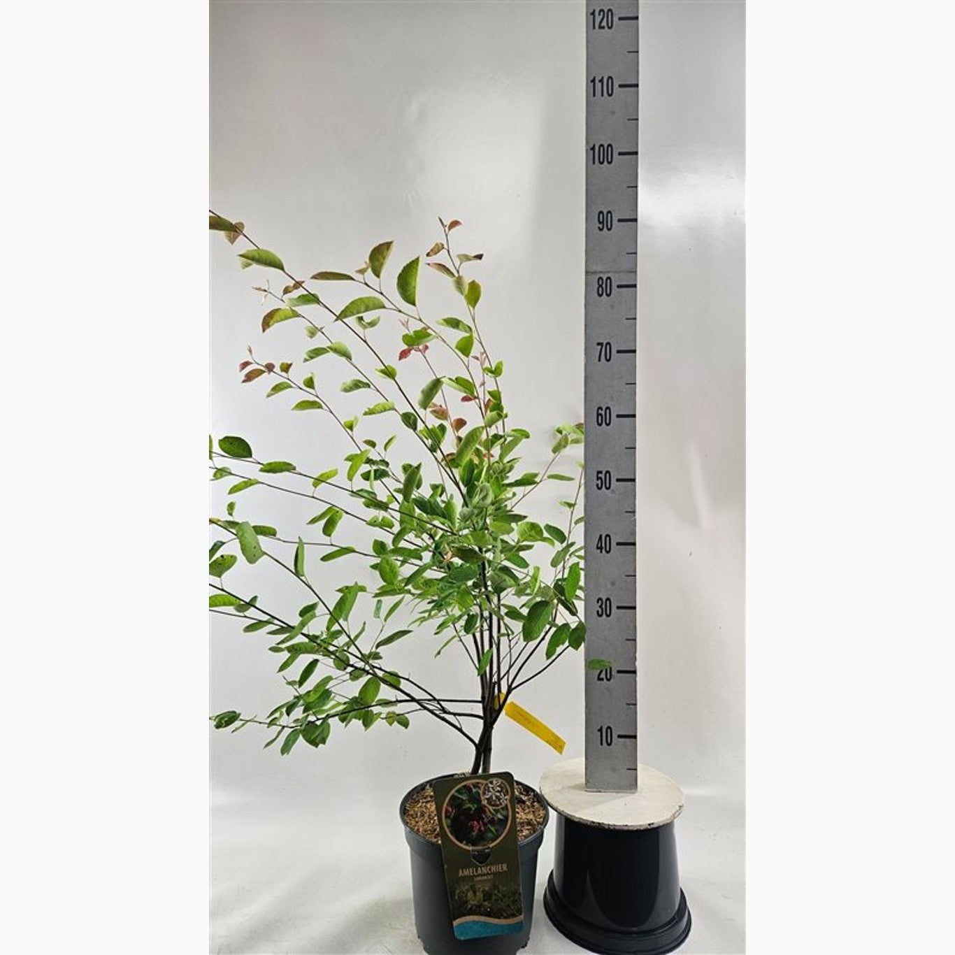Häggmispel – Amelanchier lamarckii - C5 60-80 CM