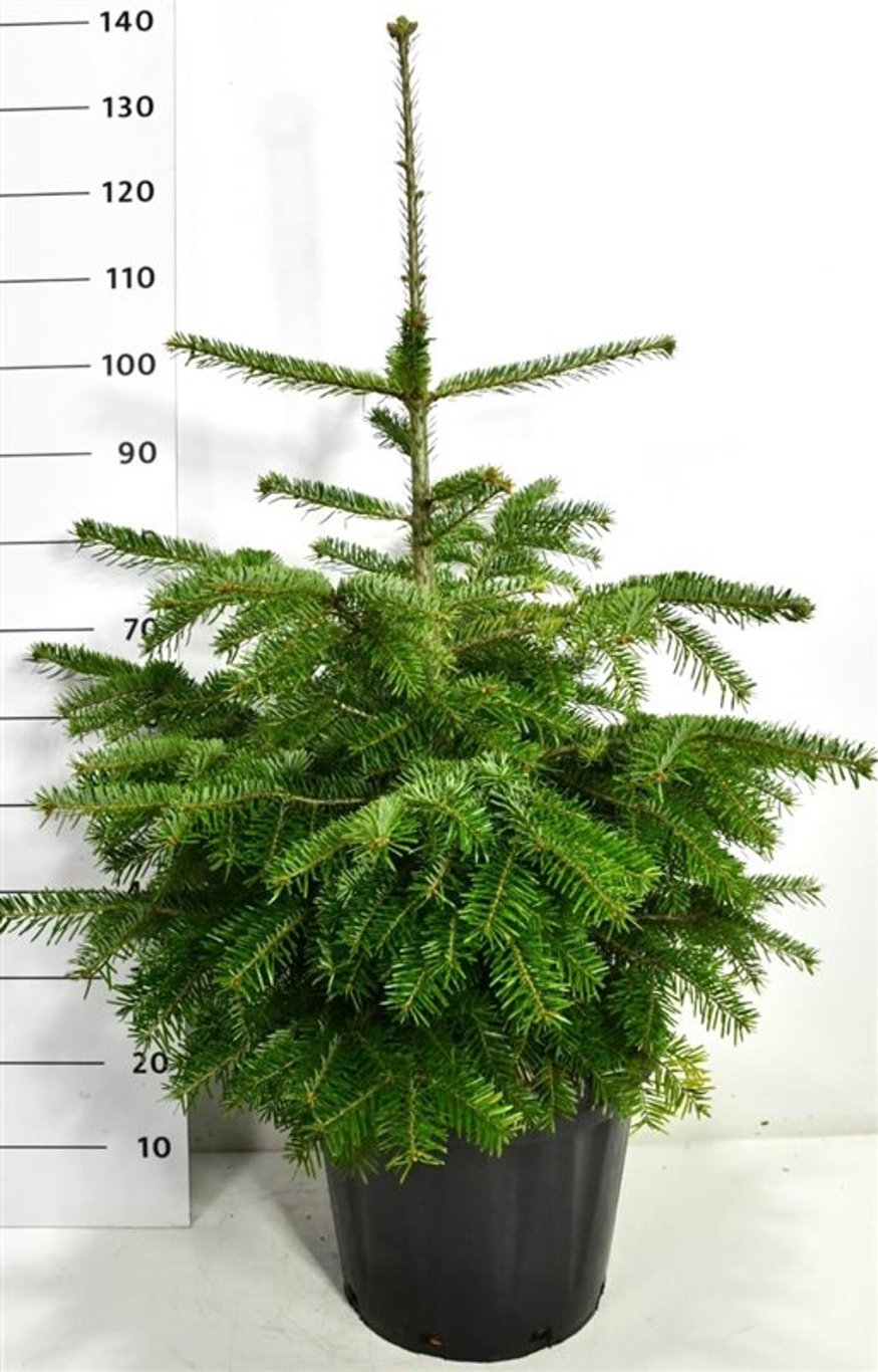 Nordmannsgran – Abies nordmanniana - C25 60-80 cm.