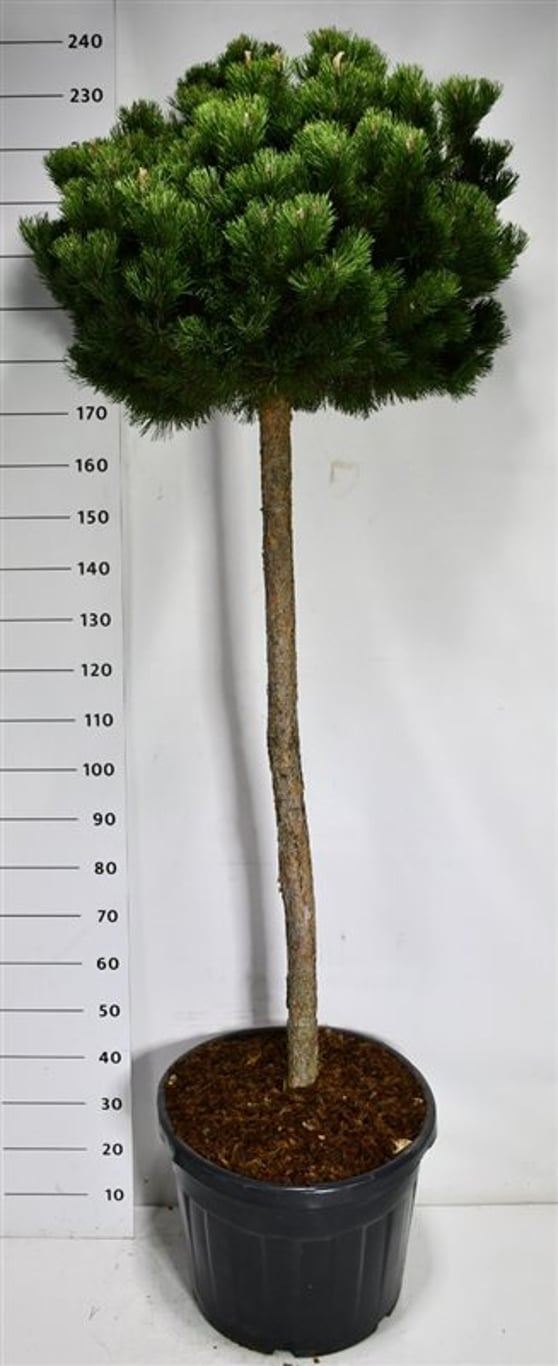 Bergtall – Pinus mugo &