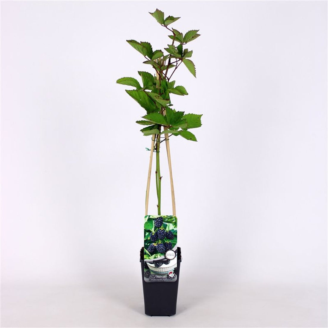 Björnbär – Rubus fruticosus &