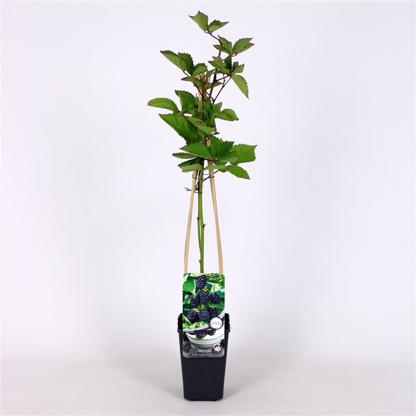 Björnbär – Rubus fruticosus 'Jumbo' - C2 70/+ CM