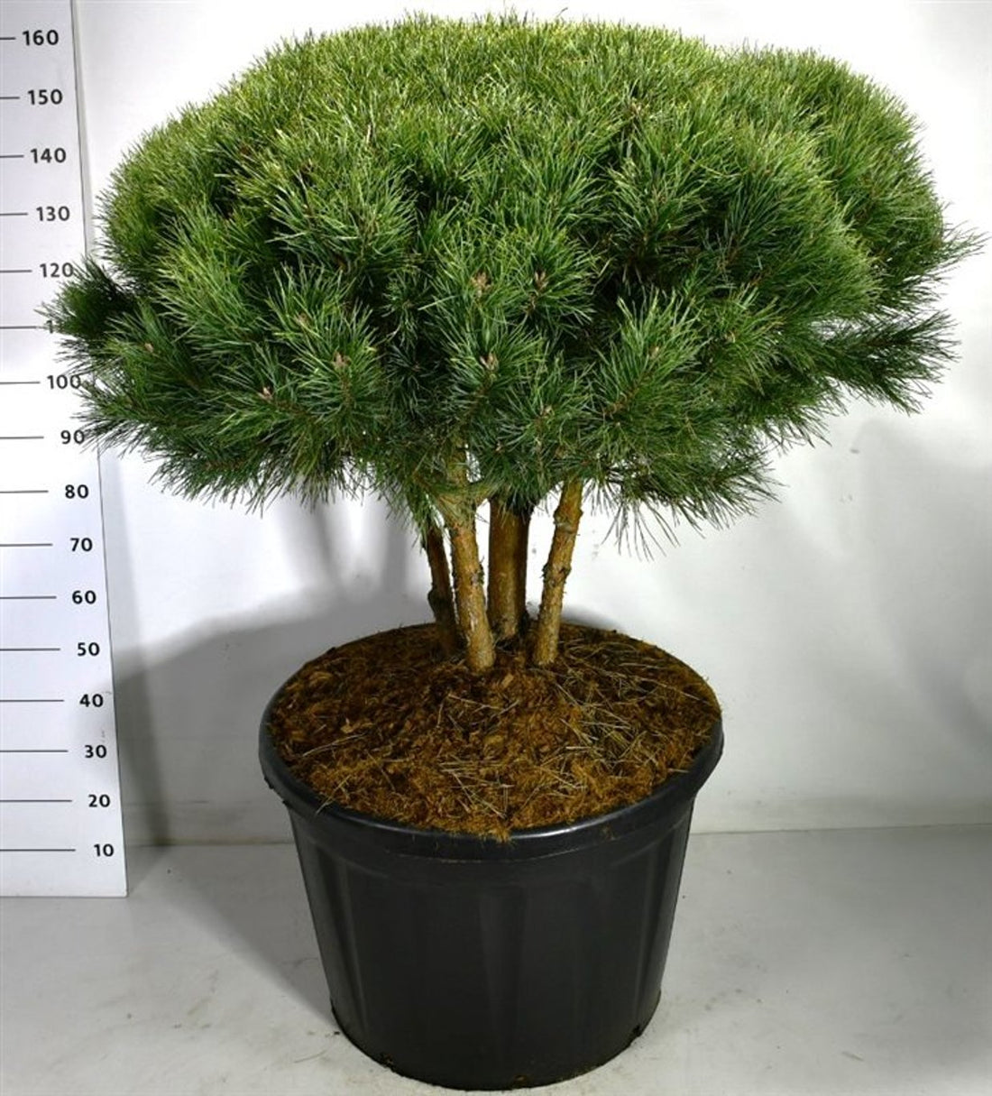 Tall – Pinus sylvestris &