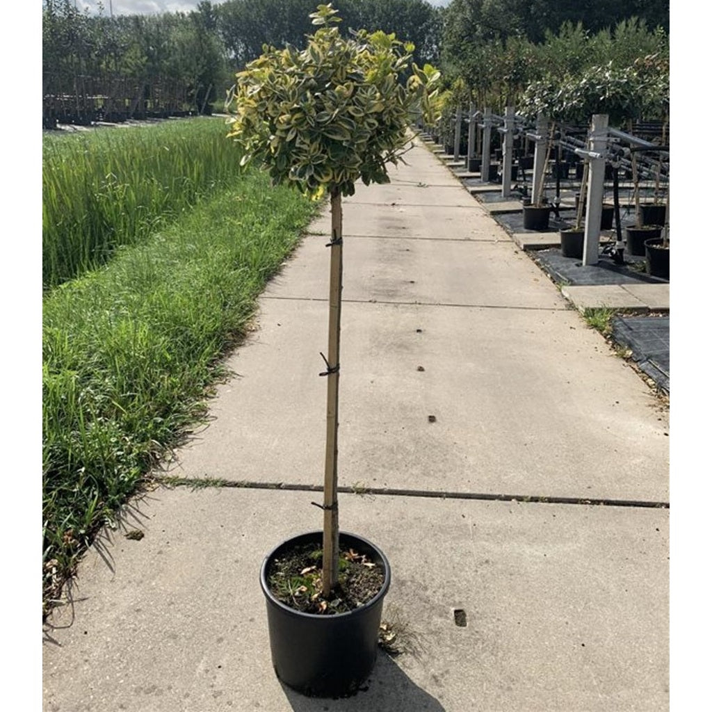 Klätterbenved – Euonymus fortunei 'Emerald 'n' Gold' - 80 CM Stem C10