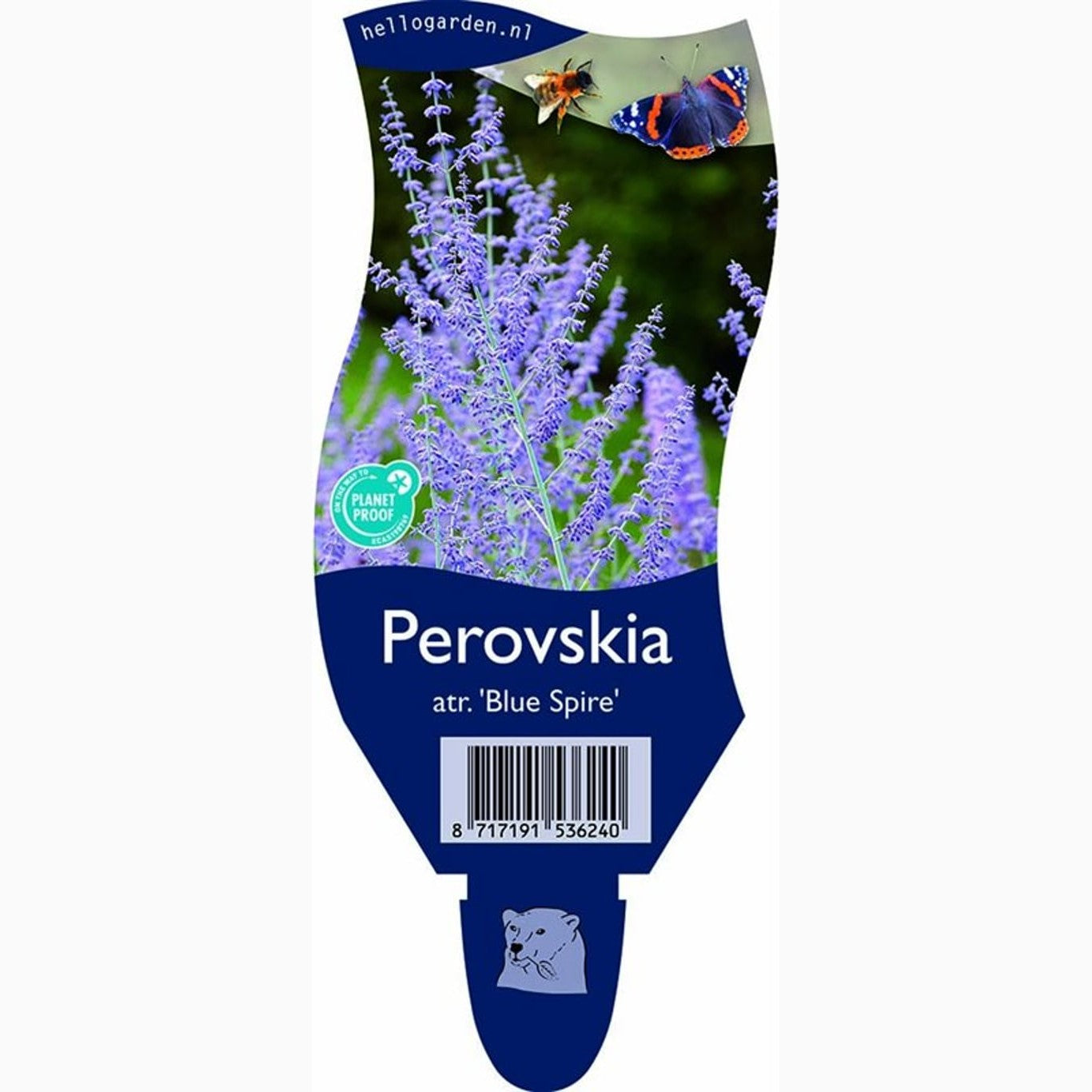 Perovskia – Perovskia 'Blue Spire' - P11
