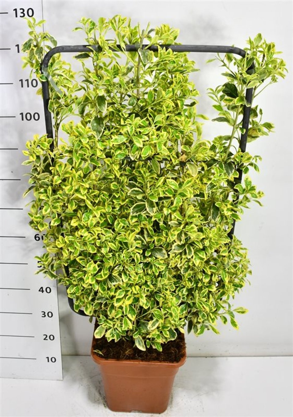 Japansk benved – Euonymus japonicus &