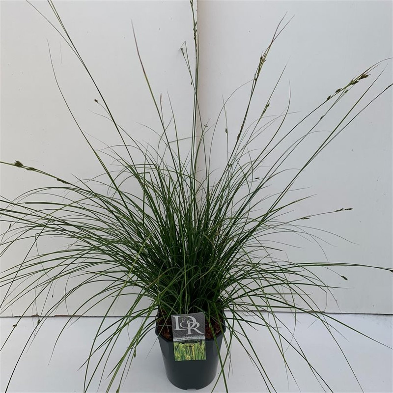 Starr – Carex oshimensis 'Magic Green' - C5