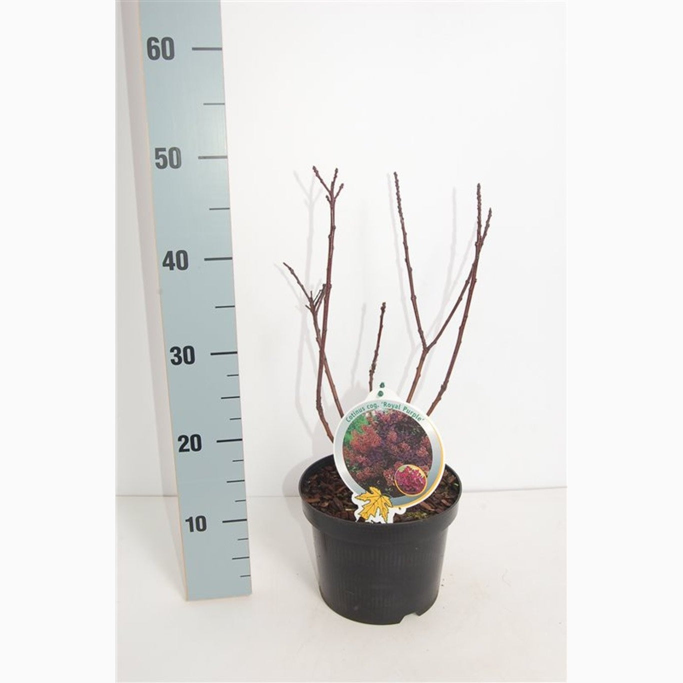 Perukbuske – Cotinus coggygria 'Royal Purple' - C3 30-40 CM