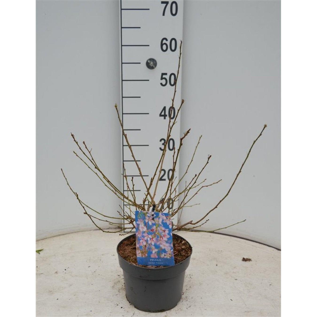 Japanskt körsbär – Prunus incisa 'Paean' - C3 40-60 CM