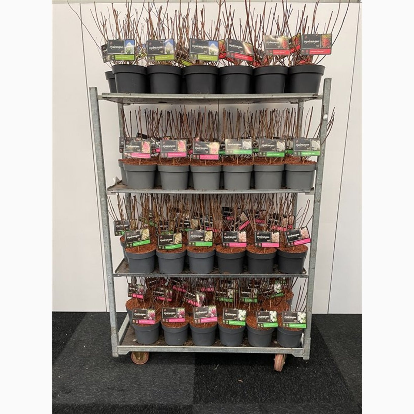 Syrenhortensia – Hydrangea paniculata 'Vanille Fraise' - C4