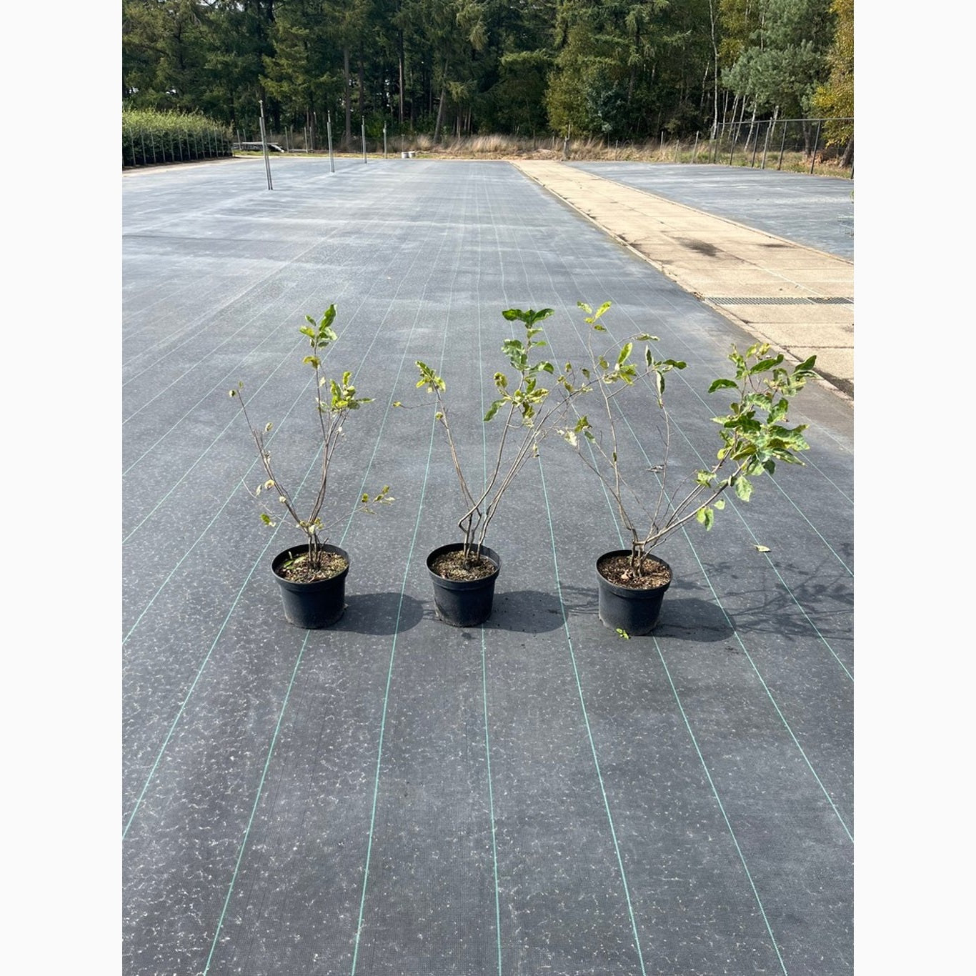 Häggmispel – Amelanchier lamarckii - C5 40-60 CM