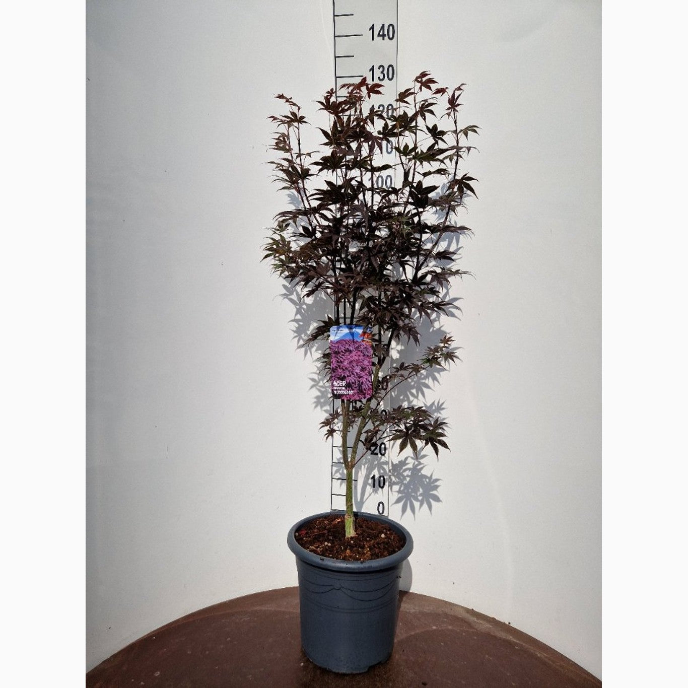 Japansk lönn – Acer pal. 'Bloodgood' - C15 100-125 CM