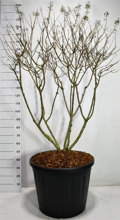 Syrenhortensia – Hydrangea paniculata &