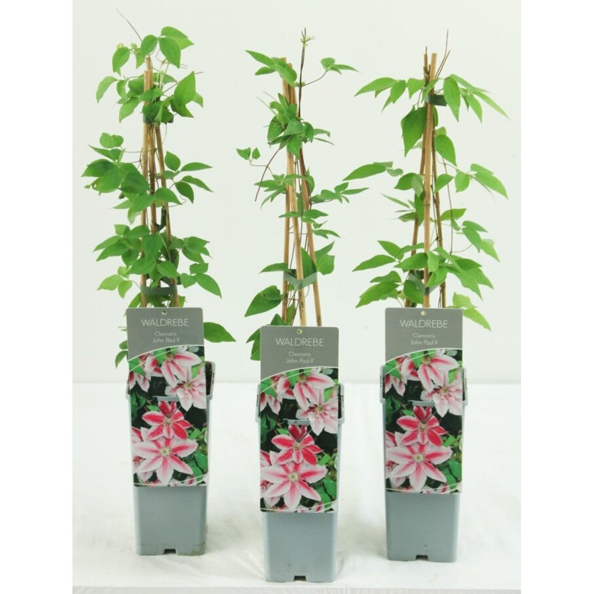 Klematis – Clematis 'Jan Pawel II' - C2 50-60 CM 3 Stick