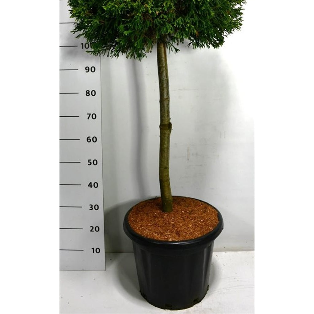 Ädelcypress – Chamaecyparis lawsoniana &